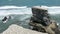 Muriwai gannet colony - New Zealand