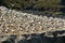 Muriwai gannet colony - New Zealand