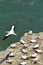 Muriwai gannet colony - New Zealand