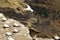 Muriwai gannet colony - New Zealand