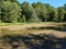 Murky river or pond water and trees in wetland