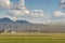 Murmuration Of Canadian Snow Geese in the Skagit Valley, Washington.