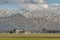 Murmuration Of Canadian Snow Geese in the Skagit Valley, Washington.