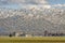 Murmuration Of Canadian Snow Geese in the Skagit Valley, Washington.