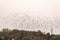 Murmurations of rosy starlings in Jamnagar