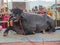 Murrah Bull in India. Murrah buffalo is most popular breed of water buffalo bulls in india.