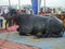 Murrah Bull in India. Murrah buffalo is most popular breed of water buffalo bulls in india.