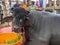 Murrah Bull in India. Murrah buffalo is most popular breed of water buffalo bulls in india.