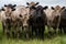 Murray Grey, Angus and cattle grazing on beautiful pasture