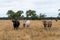 Murray Grey, Angus and cattle grazing on beautiful pasture