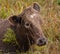 Murray Grey is a breed of Australian polled beef cattle