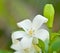 Murraya paniculata jack flower