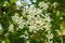 Murraya paniculata L. Jack, white flowers