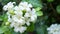 Murraya paniculata or name Orang Jessamine, China Box Tree, Andaman Satinwood, Chinese Box-wood bush