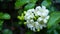 Murraya paniculata or name Orang Jessamine, China Box Tree, Andaman Satinwood, Chinese Box-wood bush