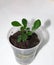 Murraya paniculata sprout in plastic pot