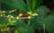 Murrayae Ramulus and Folium or Kemuning plant