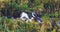 Murres Nests Seabirds Haystack Rock Canon Beach Oregon