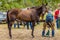 Murrurundi, NSW, Australia, February 24, 2018: Competitors in the King of the Ranges Horse Shoeing Competition