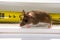 Mus musculus, a house mouse, in front of a ruler.