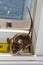 Mus musculus, a wild brown house mouse, in front of a ruler.