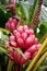 Musa velutina, the hairy or pink banana