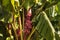 Musa velutina - pink banana tree