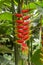 Musaceae Heliconia plant in a tropical garden, known as heliconia rostrata, lobster claw and parrot peak, red yellow flower with