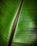 Musaceae plantain leaf detail tropical plant