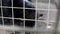 Musang civet Paradoxurus hermaphroditus, in cage hissing