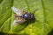 Musca autumnalis, the face fly or autumn housefly resting on a leaf