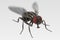 Musca domestica - common fly