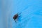 Musca Domestica Muscidae disease vector