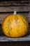 Muscade de Provence Pumpkin / Muscade de Provence Squash