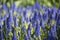 Muscari aremeniacum