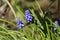 Muscari armeniacum, blue grape hyacinth, flowering in springtime, close-up view, Shropshire UK