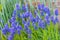 Muscari armeniacum flowers, blue armenian grape hyacinths, UK