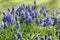 Muscari armeniacum grape hyacinth