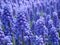 Muscari armeniacum or grape hyacinth