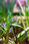 Muscari armeniacum grape hyacinth blooms in early spring. Violet flower Muscari on the background of defocused green garden and