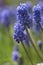 Muscari armeniacum ornamental springtime flowers in bloom, Armenian grape hyacinth flowering blue plants in the garden