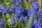 Muscari armeniacum ornamental springtime flowers in bloom, Armenian grape hyacinth flowering blue plants in the garden