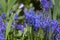 Muscari armeniacum ornamental springtime flowers in bloom, Armenian grape hyacinth flowering blue plants in the garden