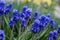 Muscari armeniacum plant with blue flowers