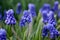 Muscari armeniacum plant with blue flowers.