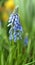 Muscari armeniacum, species of flowering plant in squill subfamily Scilloideae of asparagus family Asparagaceae