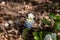 Muscari aucheri blooming in the green garden