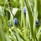 The Muscari aucheri `Blue Magic` , Grape hyacinth - March