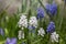 Muscari aucheri grape hyacinth white flowering flowers, group of bulbous plants in bloom, green leaves