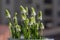 Muscari aucheri grape hyacinth white flowering flowers, group of bulbous plants in bloom, green leaves